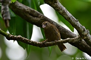 DSC_8773 Foudia seychellarum Seychelles fody_tn